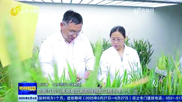 從增產(chǎn)到提質(zhì)良種培育撐起“齊魯糧倉(cāng)”