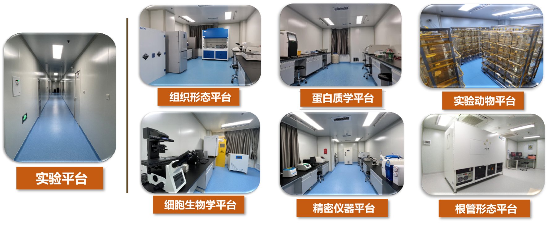 2025年度山东省医药卫生口腔疾病与组织修复重点实验室开放课题申请通知