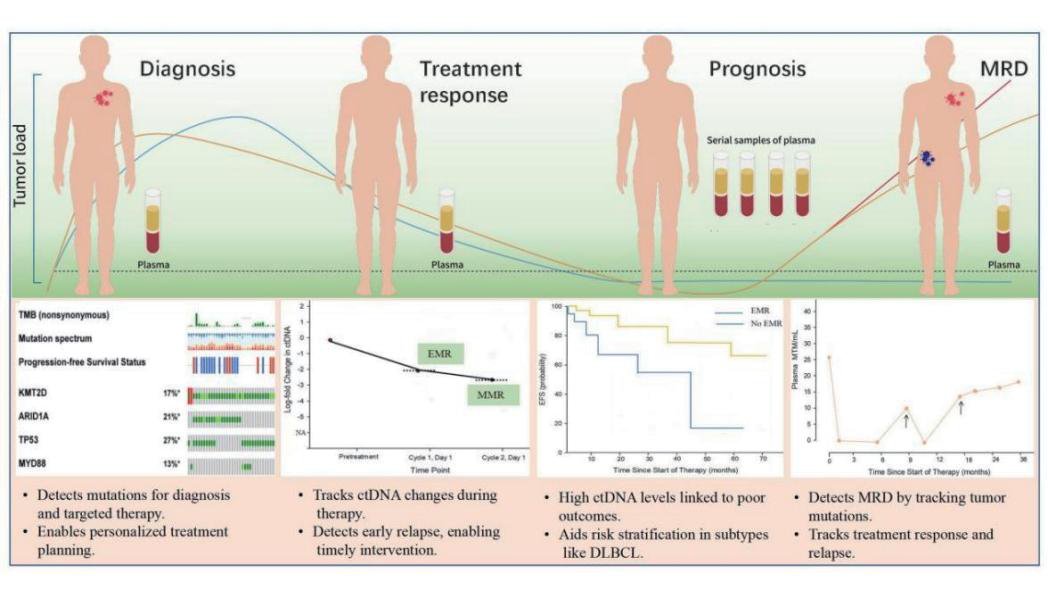 TOP期刊!谷红仓团队对循环肿瘤DNA(ctDNA)在淋巴瘤领域的技术进展与应用探...